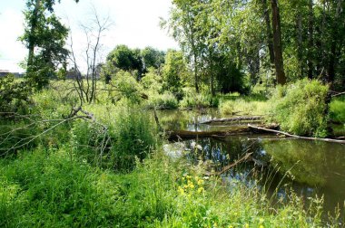 Güneşli bir yaz gününde, göletin kenarında sakin bir durgun su.