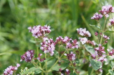 Rus kekik otları tarlalarda yetişir.