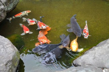 gölet Japonca sazan