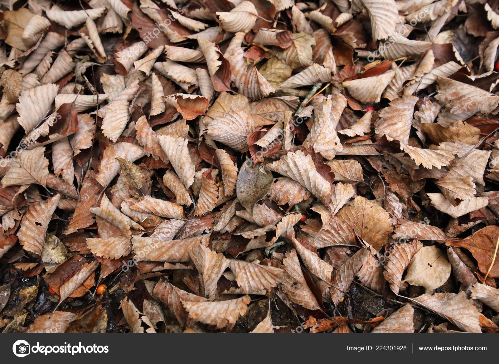 Fallen Leaves Texture Background Stock Photo Image By C Tkkurikawa Fallen Leaves Texture Background Stock Photo Image By C Tkkurikawa