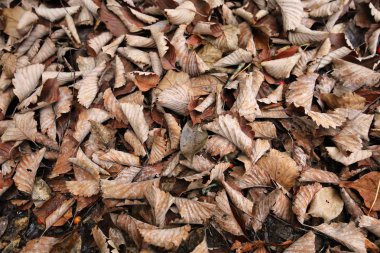 düşen yapraklar arka plan doku