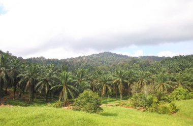 Rainforest hurma ağacı manzara Malezya