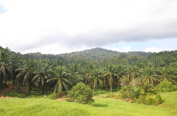 Rainforest palm tree landscape Malaysia