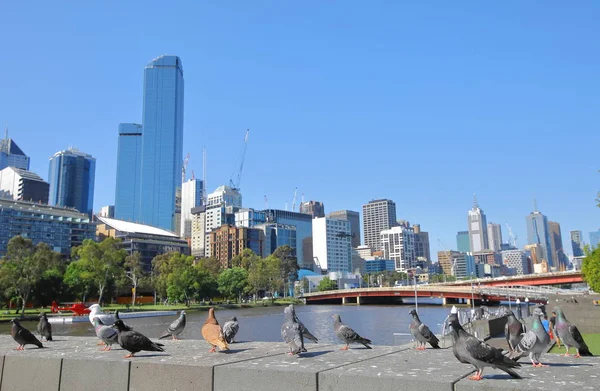 Cityscape Pigeon Melbourne Australia — Stock Photo, Image