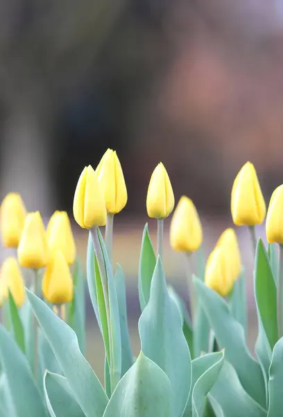 Yellow Tulip Flower Background — Stock Photo, Image