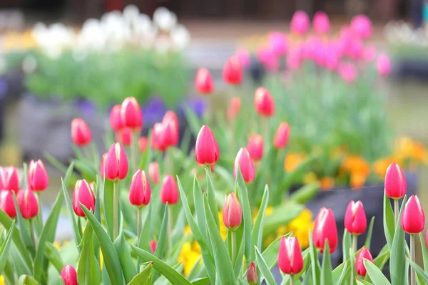 Red tulip flower garden background