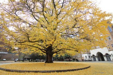 Arka plan doku Tokyo Japonya Ginkgo ağacı sonbahar yaprakları