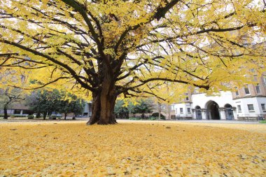 Arka plan doku Tokyo Japonya Ginkgo ağacı sonbahar yaprakları