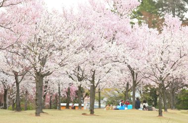 Japon kiraz çiçeği çiçek doğa arka plan hanami piknik Japonya 