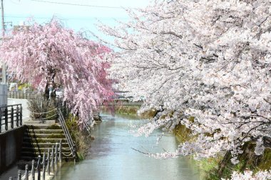 Japon kiraz çiçeği çiçeği doğa arka plan Kanazawa Japonya
