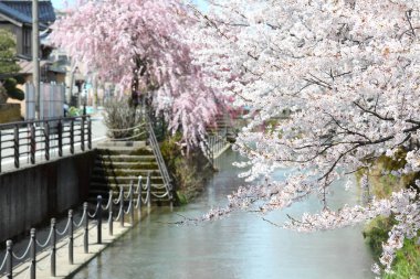 Japon kiraz çiçeği çiçeği doğa arka plan Kanazawa Japonya