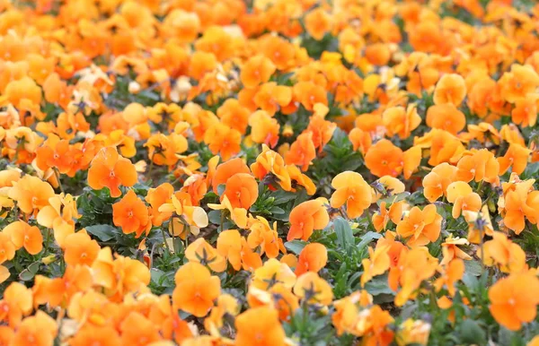 Orange Árvácska Brácsa Virág Növény Kerti Jellegű Háttér — Stock Fotó