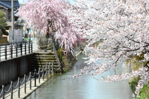 Japon kiraz çiçeği çiçeği doğa arka plan Kanazawa Japonya