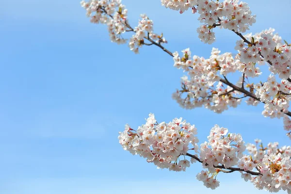 Japonais Fleur Cerisier Fleur Nature Bleu Ciel Fond — Photo