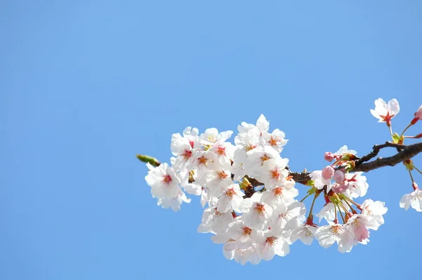 Japonais Fleur Cerisier Fleur Nature Bleu Ciel Fond — Photo