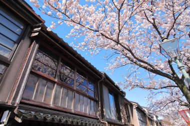 Kiraz çiçeği Higashiyama teahouse eski ev sokak Kanazawa Japonya
