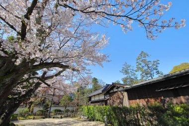 Japon geleneksel bahçe kiraz çiçeği Kanazawa Japonya
