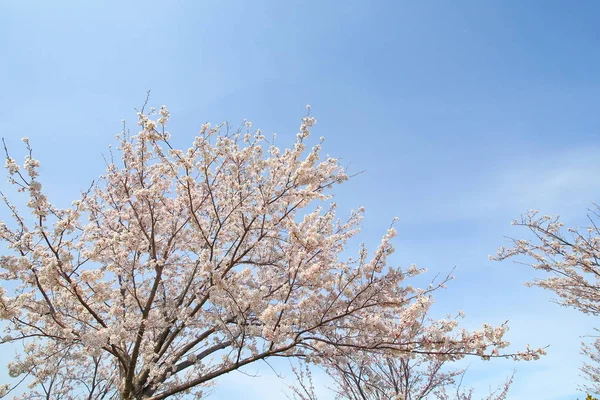 Japoński Kwiat Wiśni Natura Błękitne Niebo Tło — Zdjęcie stockowe