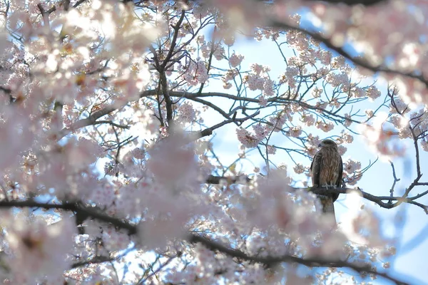 Fleur Cerisier Japonais Fleur Nature Avec Fond Oiseau Faucon Sauvage — Photo