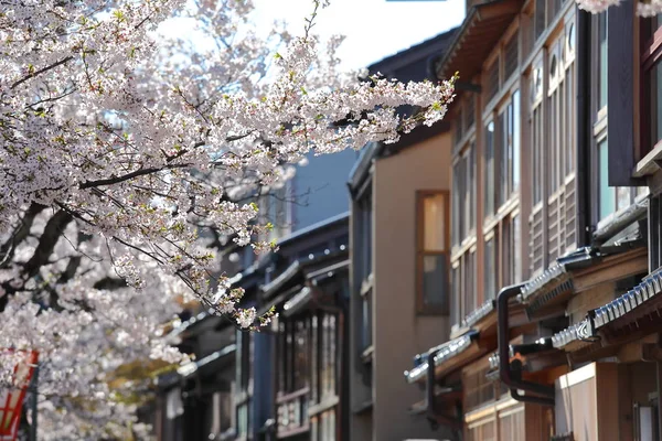 Kwiat Wiśni Higashiyama Teahouse Stary Dom Ulica Kanazawa Japonia — Zdjęcie stockowe