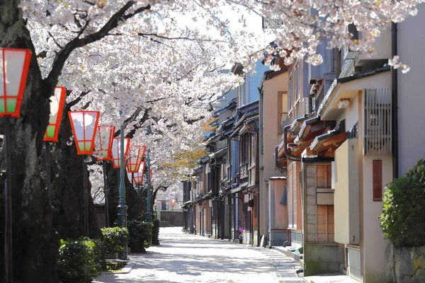 Cherry Blossom Higashiyama Theehuis Oude Huis Straat Kanazawa Japan — Stockfoto