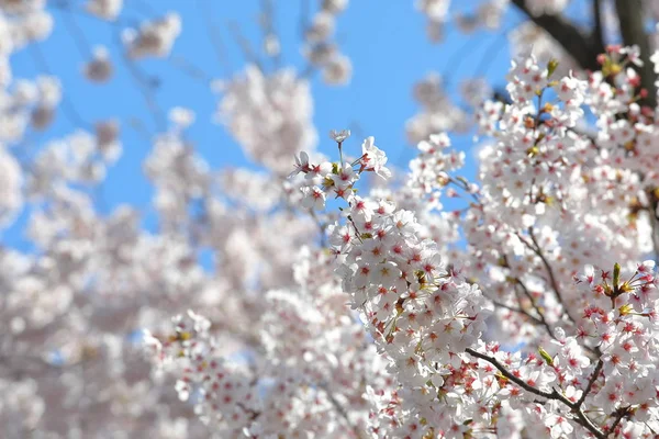 Japonais Fleur Cerisier Fleur Nature Bleu Ciel Fond — Photo