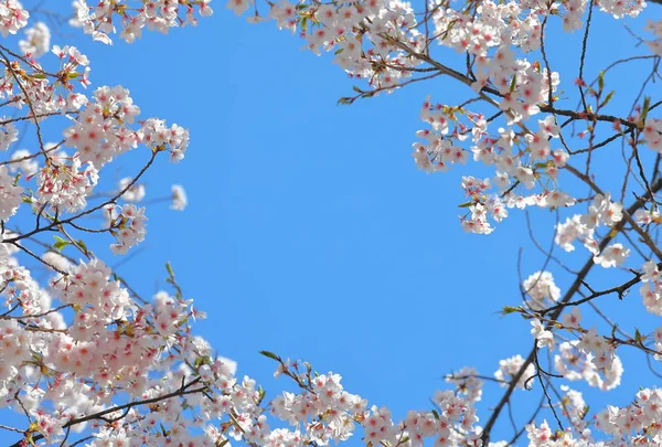 Japoński Kwiat Wiśni Natura Błękitne Niebo Tło — Zdjęcie stockowe