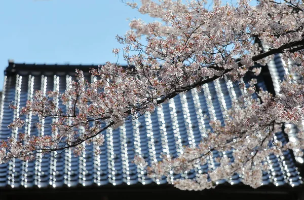 Japoński Kwiat Wiśnia Natura Dom Dach Tło — Zdjęcie stockowe