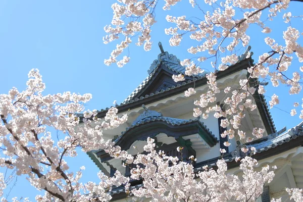 Kanazawa Vieux Château Cerisier Fleurs Japon — Photo