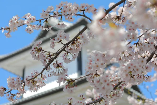 Kanazawa Stary Zamek Wiśniowy Kwiat Drzewo Japonia — Zdjęcie stockowe