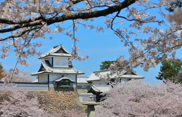 Kanazawa Stary Zamek Wiśniowy Kwiat Drzewo Japonia — Zdjęcie stockowe