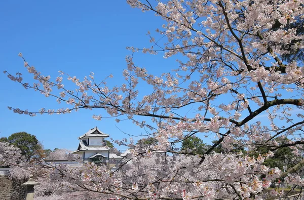 金沢古城桜日本 — ストック写真