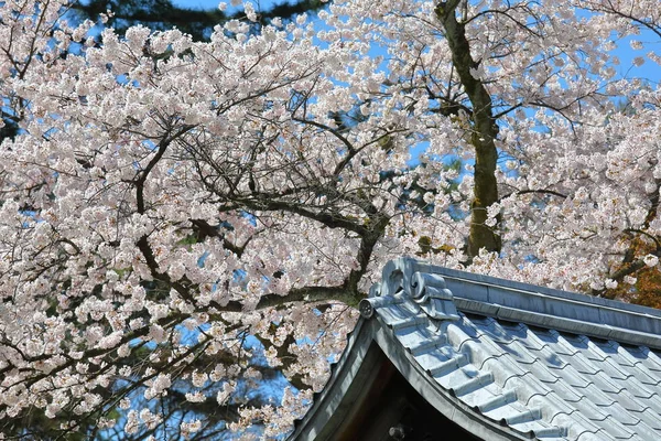 Cerisier Fleur Fleur Nature Fond Kawara Japonais Traditionnel Toit — Photo