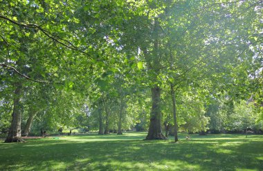 St James park yeşillik Londra İngiltere