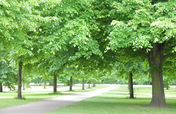 Kensington Gardens Arrière Plan Naturel Londres Royaume Uni — Photo