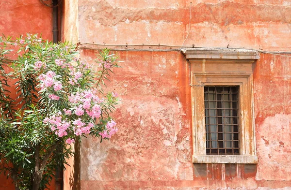 Rosa Árbol Flores Fondo Tradicional Casa Italiana Italia —  Fotos de Stock