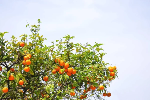 Orange Tree Orange Trees Garden Giardino Degli Aranci Rzym Włochy — Zdjęcie stockowe