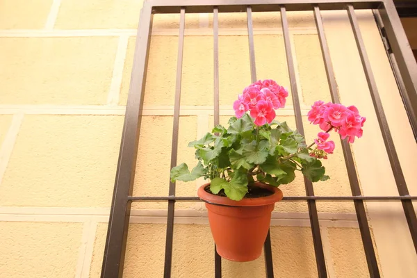 Geranium Pink Flower Hanging Pot Stock Picture