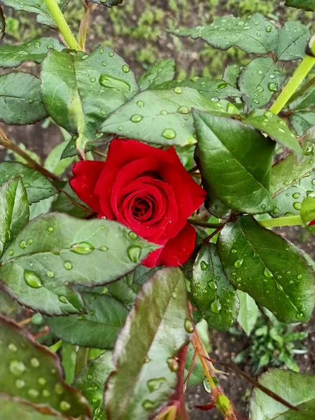 Κόκκινο Τριαντάφυλλο Ανάμεσα Πράσινα Φύλλα — Φωτογραφία Αρχείου