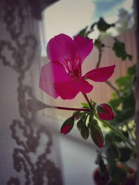 Romantisches Foto Der Blume Fenster — Stockfoto