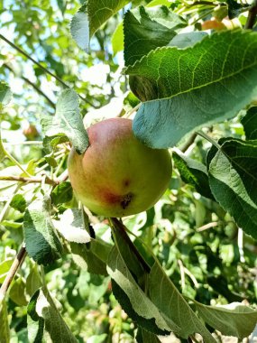Güneş ışığında ağaçta yeşil elma
