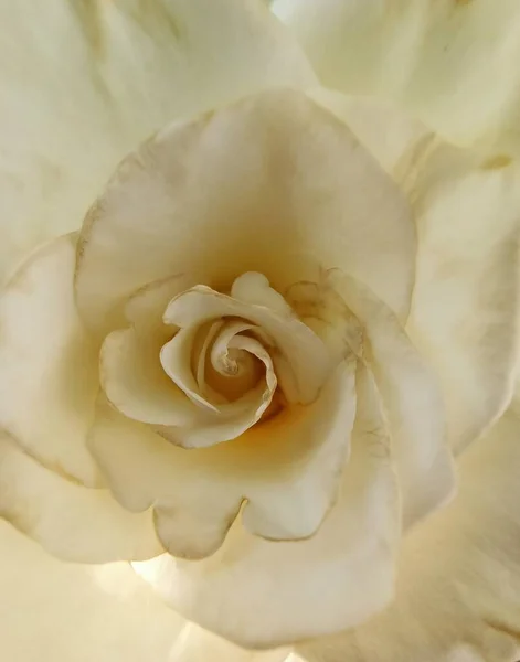 Ένα Κοντινό Πλάνο Του Λευκού Τριαντάφυλλου — Φωτογραφία Αρχείου