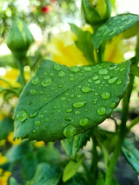 水の滴とバラの葉 — ストック写真