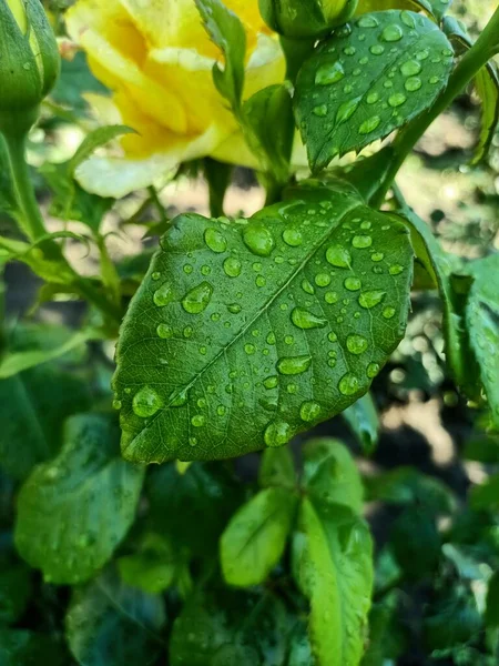 午前中に水の滴と緑の葉 — ストック写真