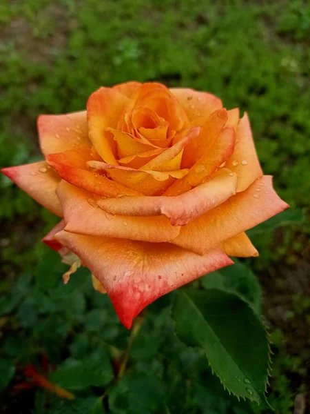Nahaufnahme Der Blühenden Leuchtend Orangen Rose — Stockfoto