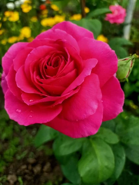 水の滴と美しいピンクのバラ — ストック写真