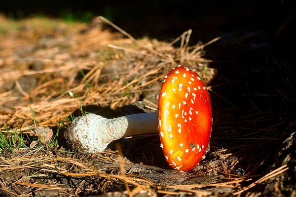 Amanita Muscaria, poisonous mushroom