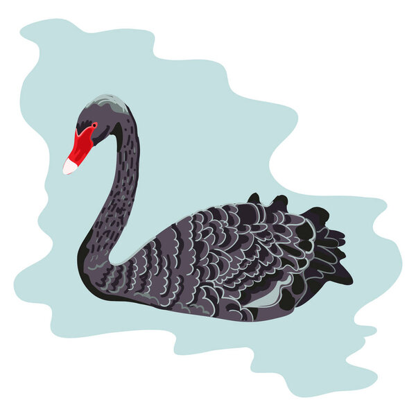 Realistic Black Swan isolated on white background