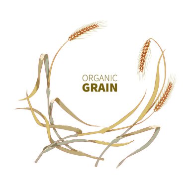 Elle çizilmiş çavdar ya da buğday spikelet beyaz arka plan üzerinde Kapat