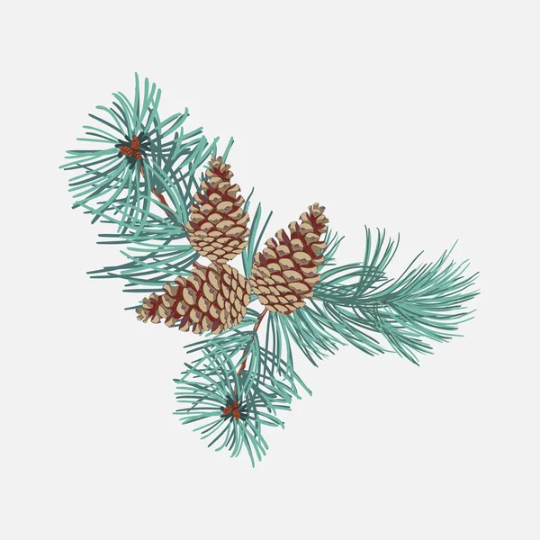 Arrangements of coniferous twigs with pine cone — Stock Vector